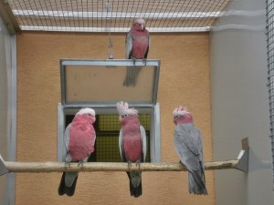 kakadu ružový 9